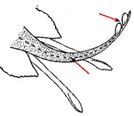 Bathyraja pallida_01.jpg